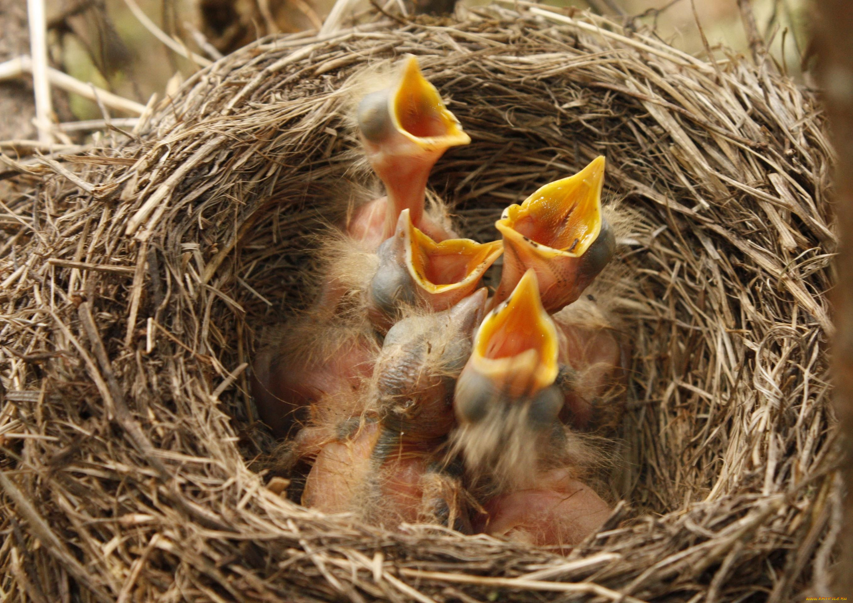 Гнездование птиц весной